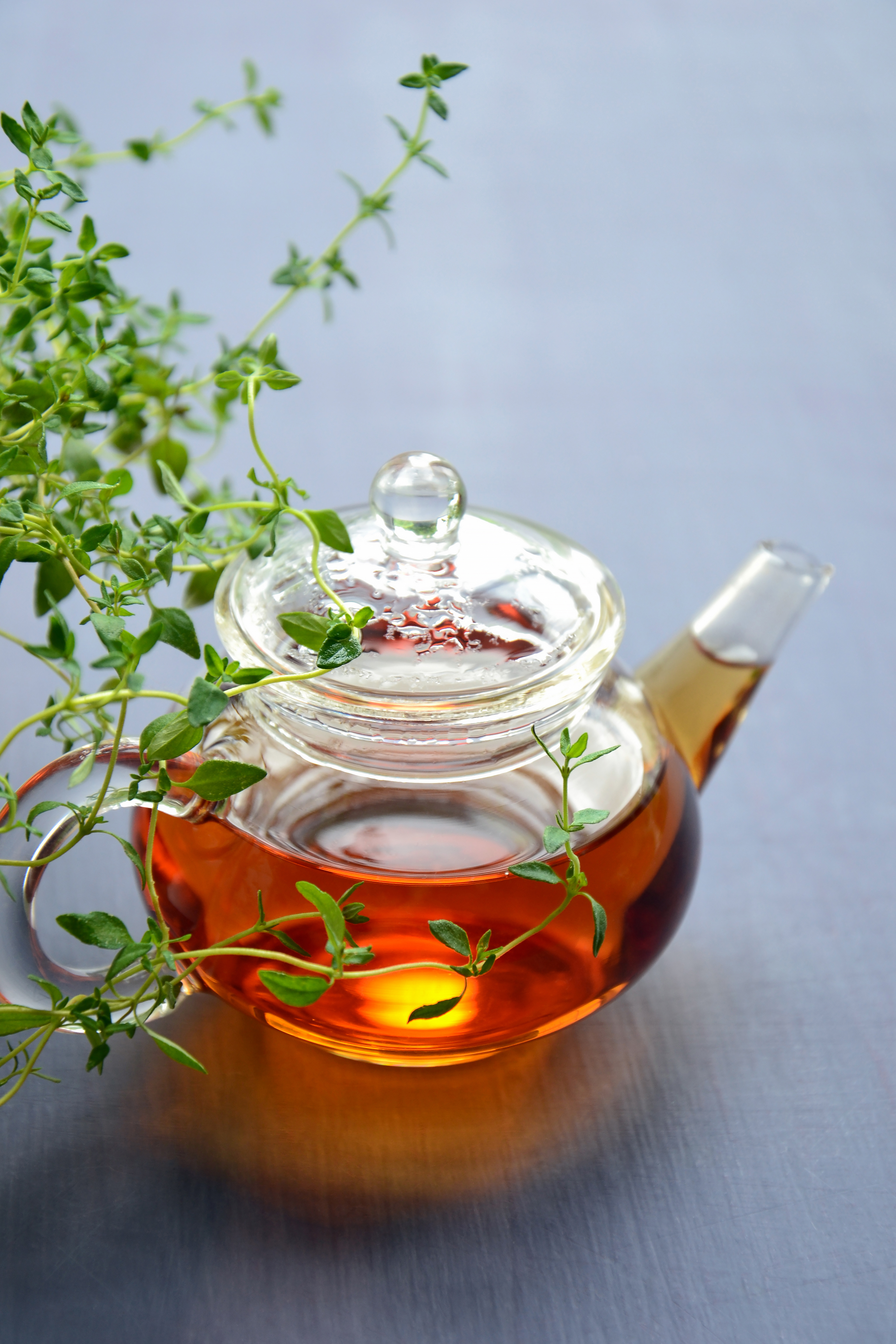 نباتات الزعتر في أصيص الزراعة