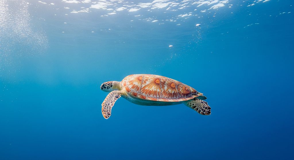 Sea turtle gliding through crystal clear ocean waters - symbol of ocean protection