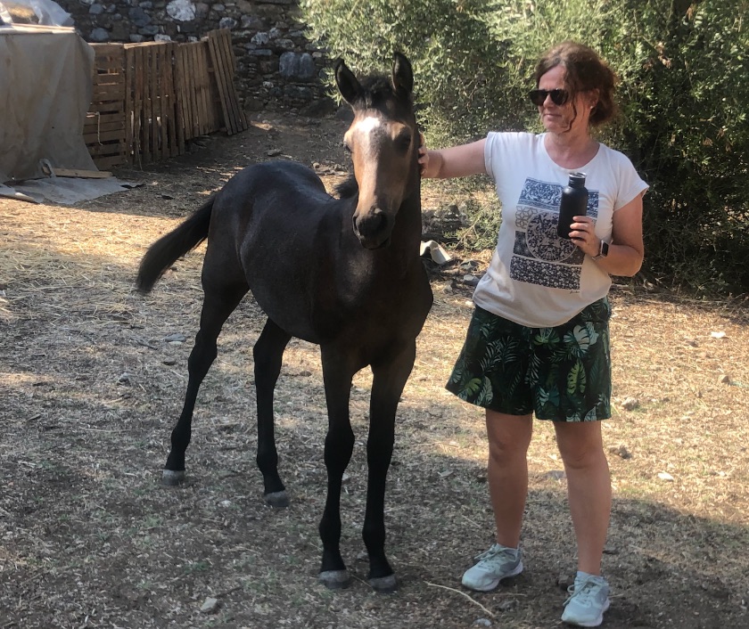 Young Horse Training