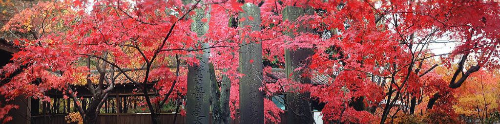 本土寺の紅葉 - 石碑と楓の調和