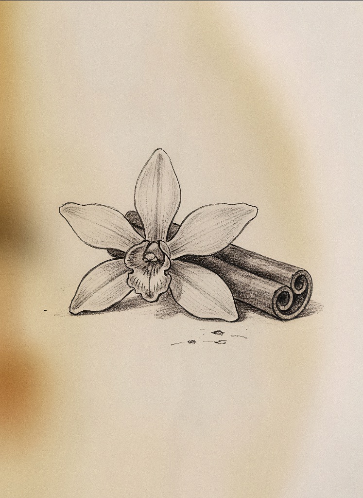 Vanilla orchid botanical illustration