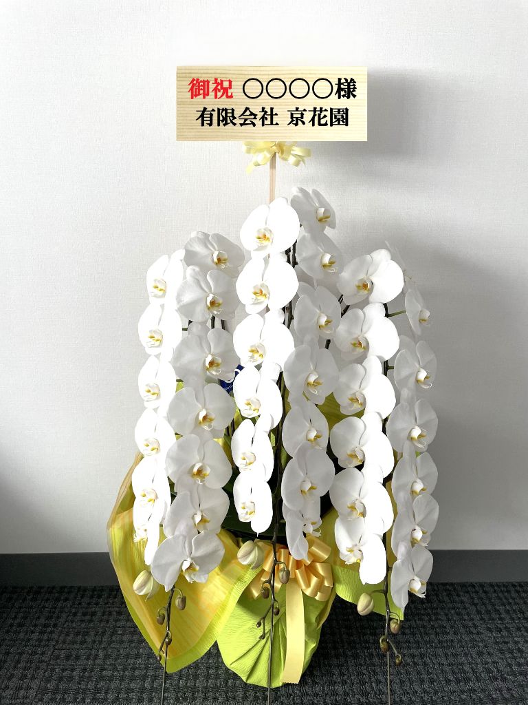 胡蝶蘭鉢 白3本立