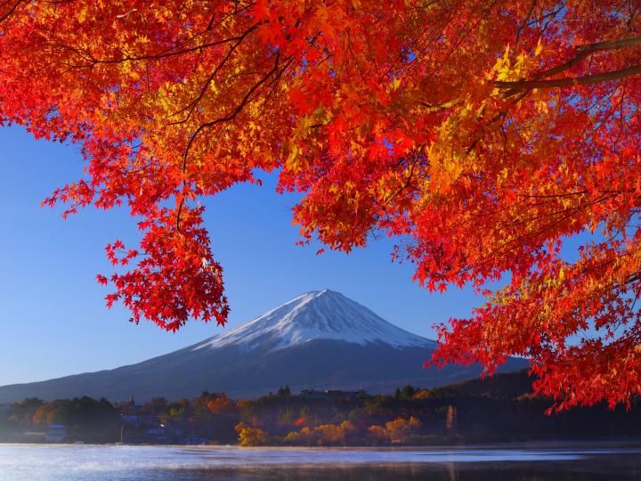 河口湖の紅葉 - 富士山と紅葉の絶景