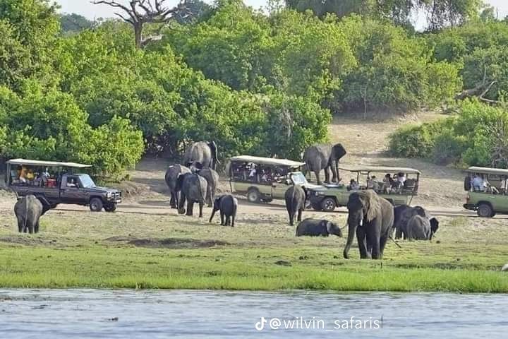 Chobe River Safari with elephants