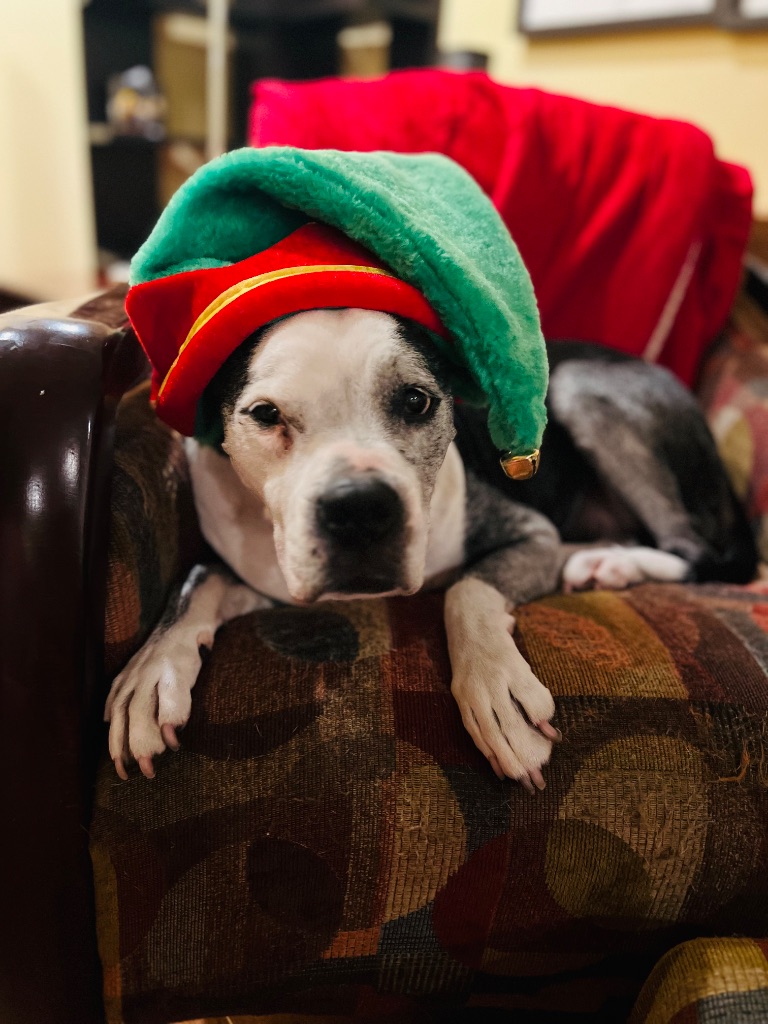 Happy dog wearing Christmas elf hat during holiday pet sitting in Los Altos