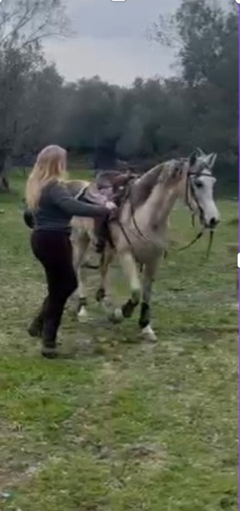 Horse Training