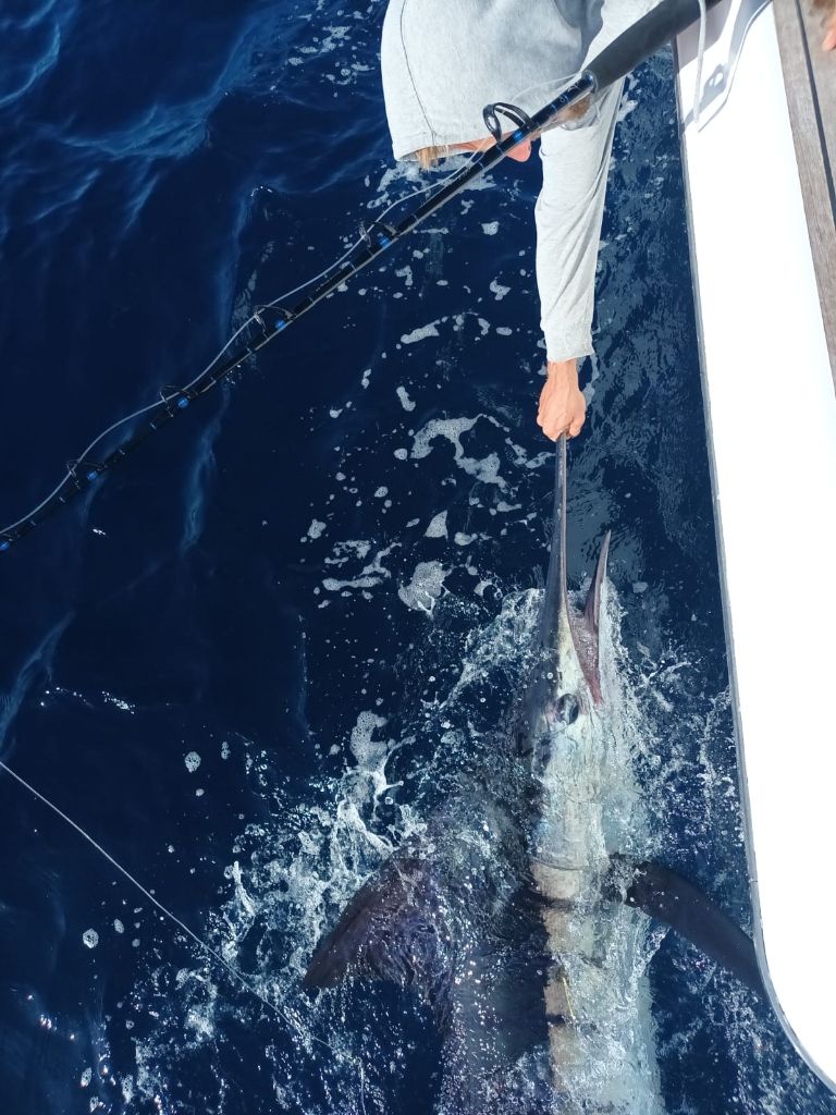 Marlin fishing action shot during charter