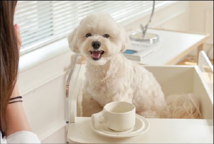 작은 강아지와 의자