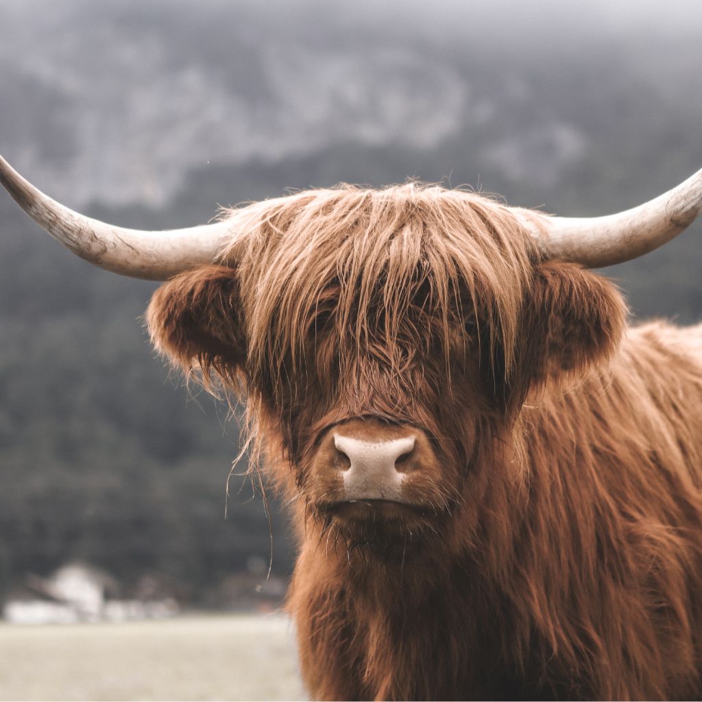 Highland cattle representing food and agriculture industry heritage and strength