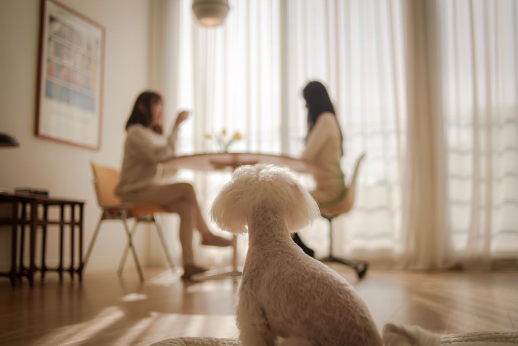 올려다보는 강아지