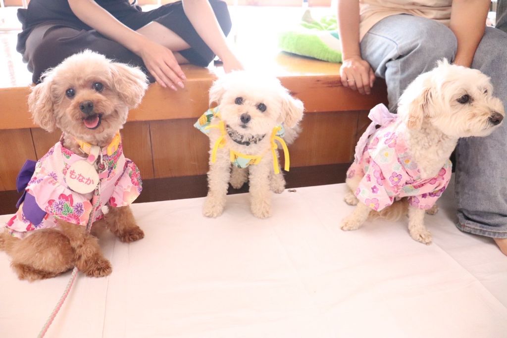 夏祭り気分の愛犬たち