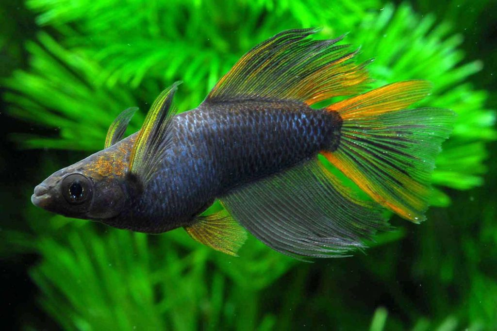 グリーン系ヒレ長