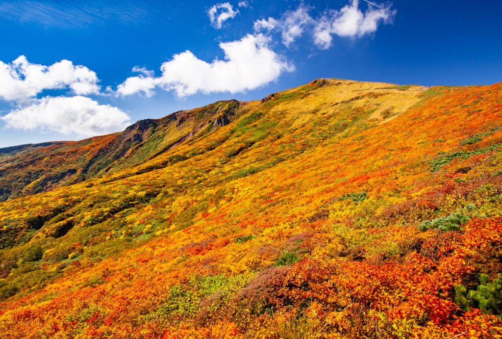 栗駒山の紅葉 - 壮大な山肌の紅葉