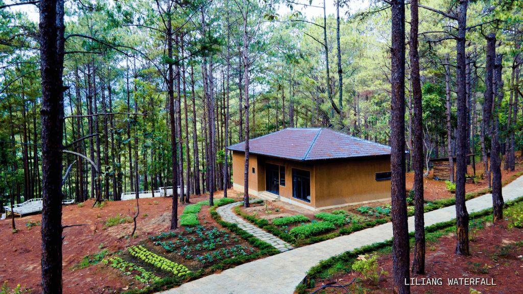 Bungalow trong rừng thông