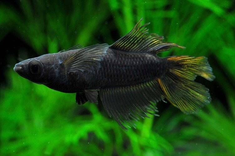 ダーク系ヒレ長