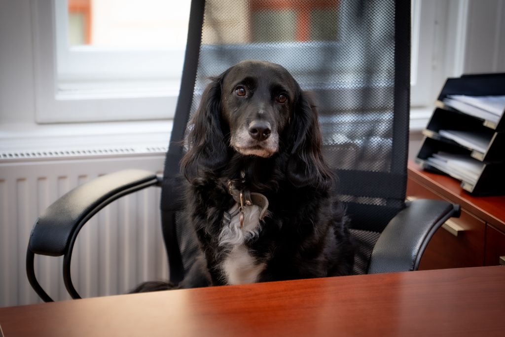Büro-Hund