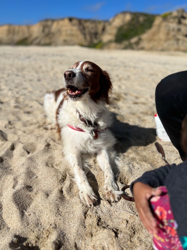 Dog enjoying beach day during pet sitting service in Los Altos area