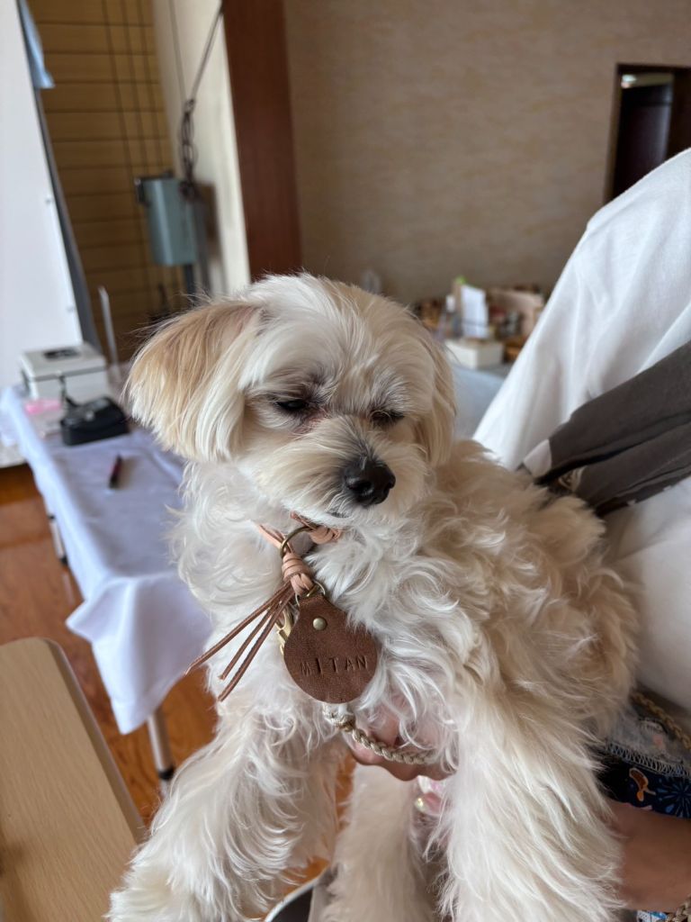 完成したチョーカーを着けた愛犬