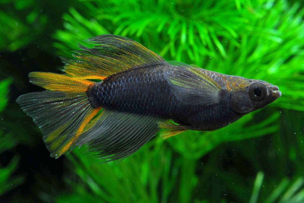 オレンジヒレ個体