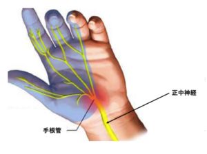 手と神経の関係