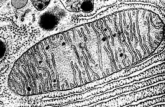 Детальная структура митохондрии