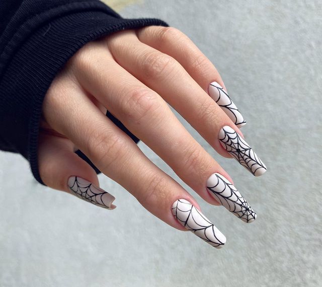 Elegant Spider Web
