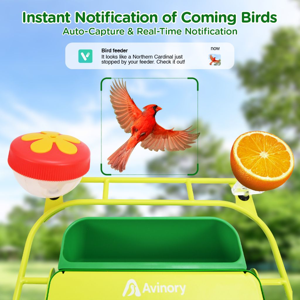 Mobile Bird Notifications