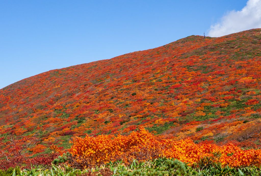 栗駒山の紅葉 - 色とりどりの山景