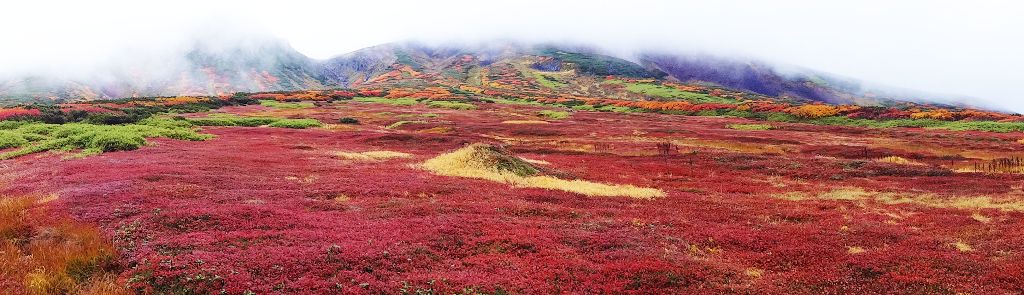 大雪山の紅葉 - 壮大な草紅葉の絨毯